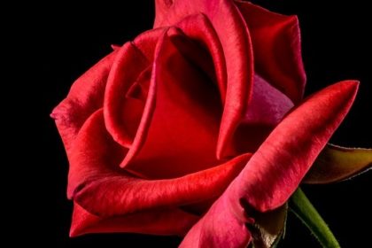 Bachelorette